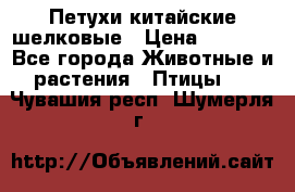 Петухи китайские шелковые › Цена ­ 1 000 - Все города Животные и растения » Птицы   . Чувашия респ.,Шумерля г.
